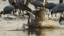 Kawanan burung migran mencari makan di lahan basah kawasan konservasi burung jenjang putih Wuxing di tepi Danau Poyang Provinsi Jiangxi, China pada 18 November. Sejumlah burung migran telah tiba di tepi Danau Poyang, menjadikan kawasan itu sebagai habitat musim dingin mereka. (Xinhua/Wan Xiang)