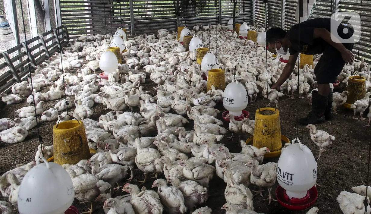 Pekerja memilah ayam yang dipesan konsumen di tempat pemotongan ayam, Jakarta, Jumat (3/12/2021). Jelang Natal dan Tahun Baru harga beberapa kebutuhan pokok khususnya daging sapi dan ayam masih stabil, kecuali minyak goreng curah yang mengalami kenaikan. (Liputan6.com/Johan Tallo)