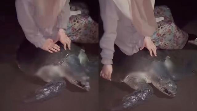 Viral Wanita Naiki Punggung Penyu Berujung Minta Maaf: Tidak Ada Niat Menyakiti