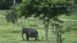 Seekor gajah berdiri di bawah pohon di Panti Asuhan Gajah Pinnawala di Pinnawala,  Kolombo (11/8/2020). Hari Gajah Sedunia dirayakan setiap tahun pada 12 Agustus untuk menyebarkan kesadaran tentang pelestarian dan perlindungan gajah. (AFP/Lakruwan Wanniarachchi)