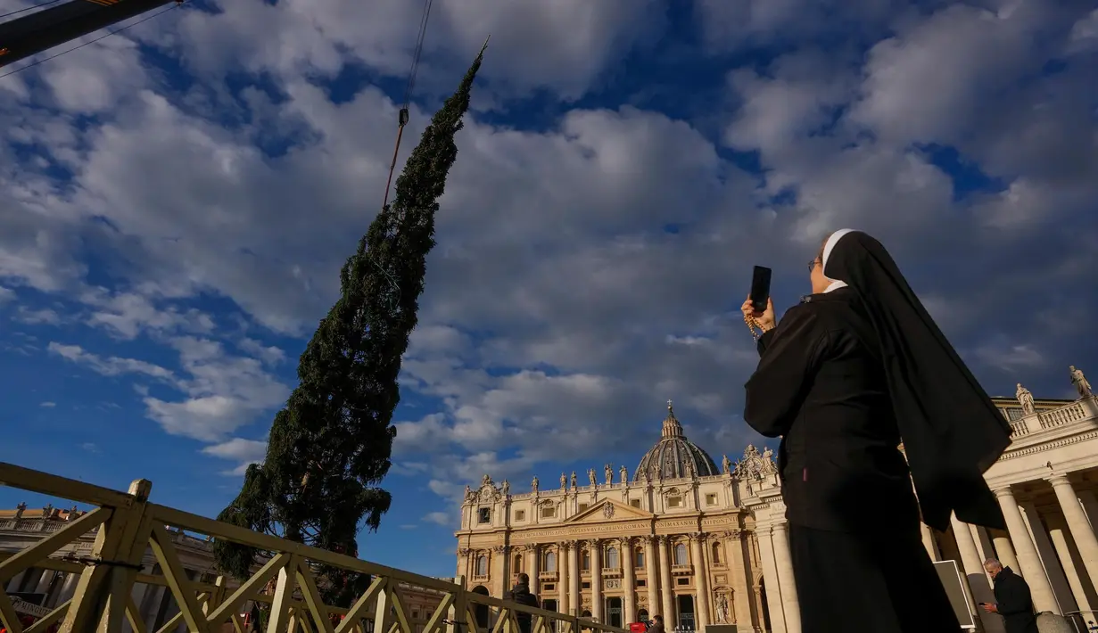 Pohon cemara raksasa ini merupakan sumbangan dari kota Macra di wilayah utara Italia, Piedmont. (AP Photo/Andrew Medichini)