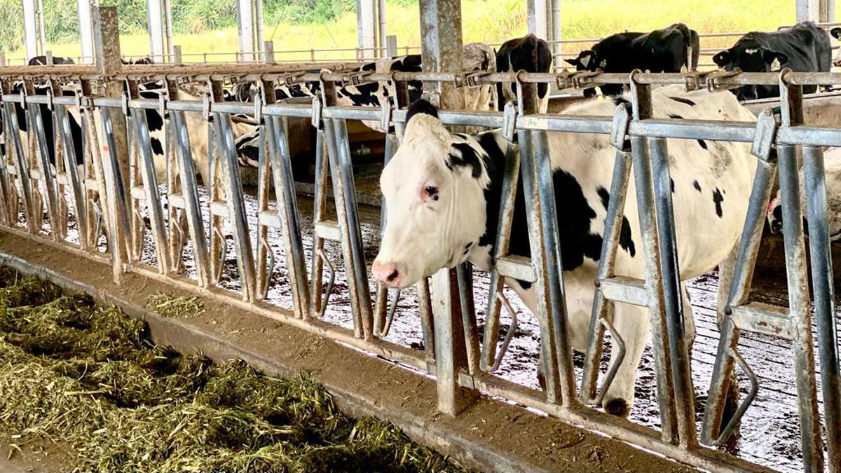 Ciri Mastitis pada Sapi Perah, Apa Dampaknya bagi Manusia?