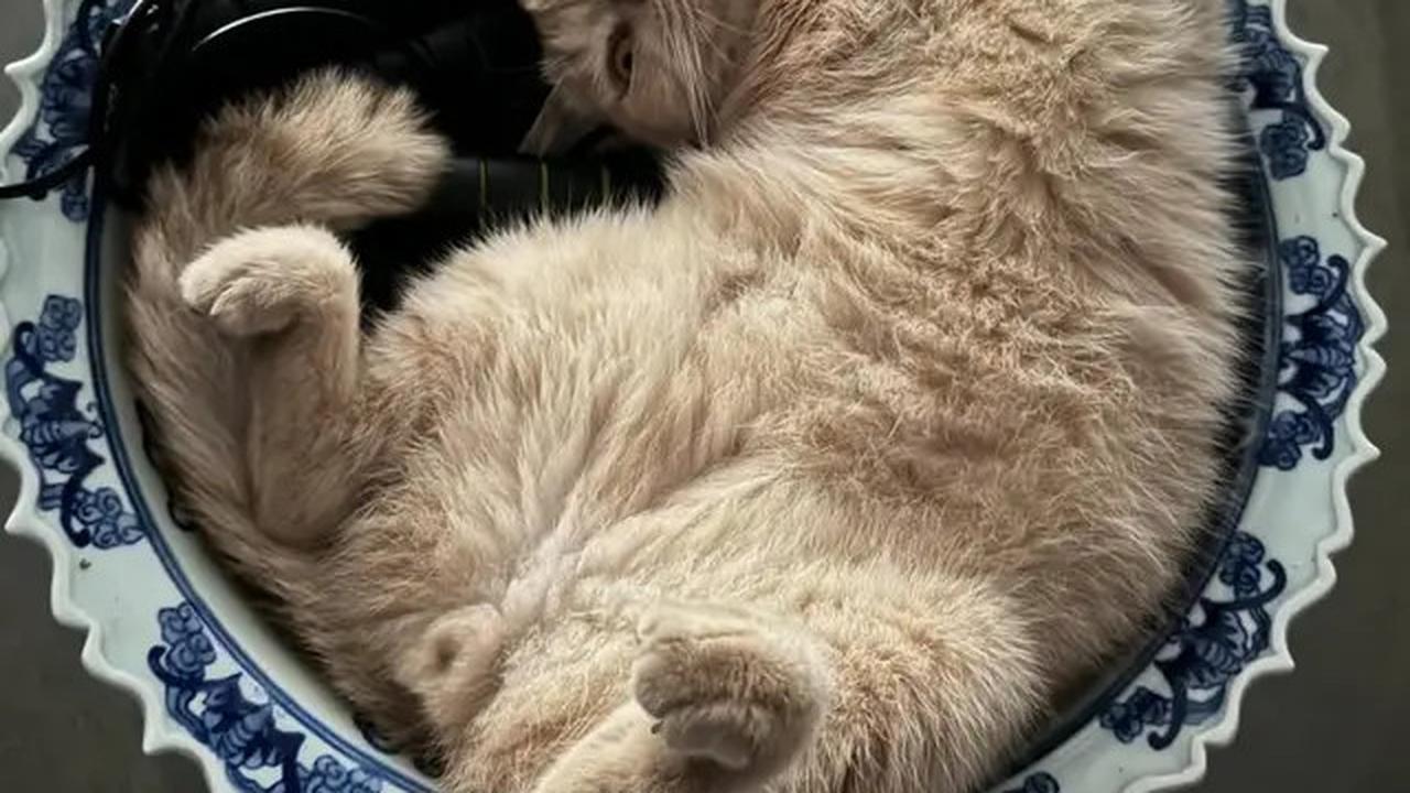 Foto-Foto Kucing Nirina Zubir, Banyak yang Diselamatkan dari Jalanan