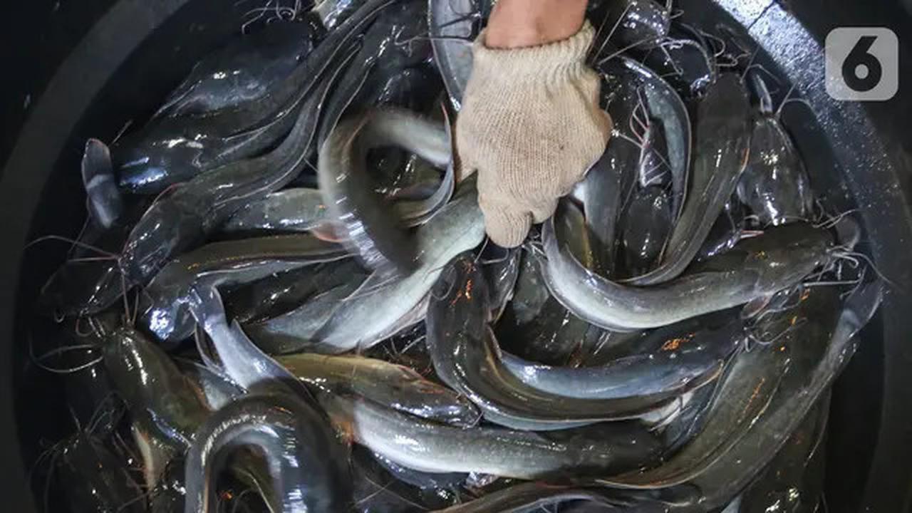 Metode Praktis dan Efektif, Rahasia Mengolah Ikan Lele Agar Bebas Amis dan Lendir