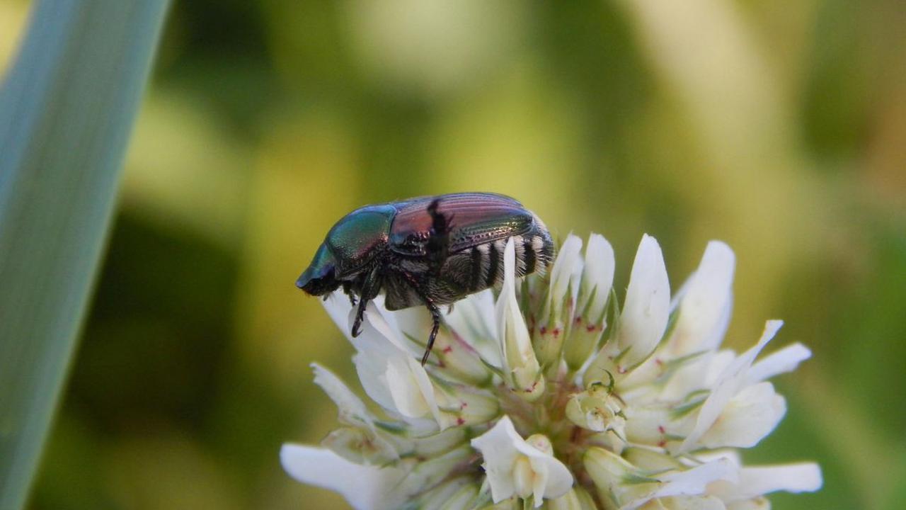 <b>Chyrsolina Beetles (Chrysolina spp.)</b><br>