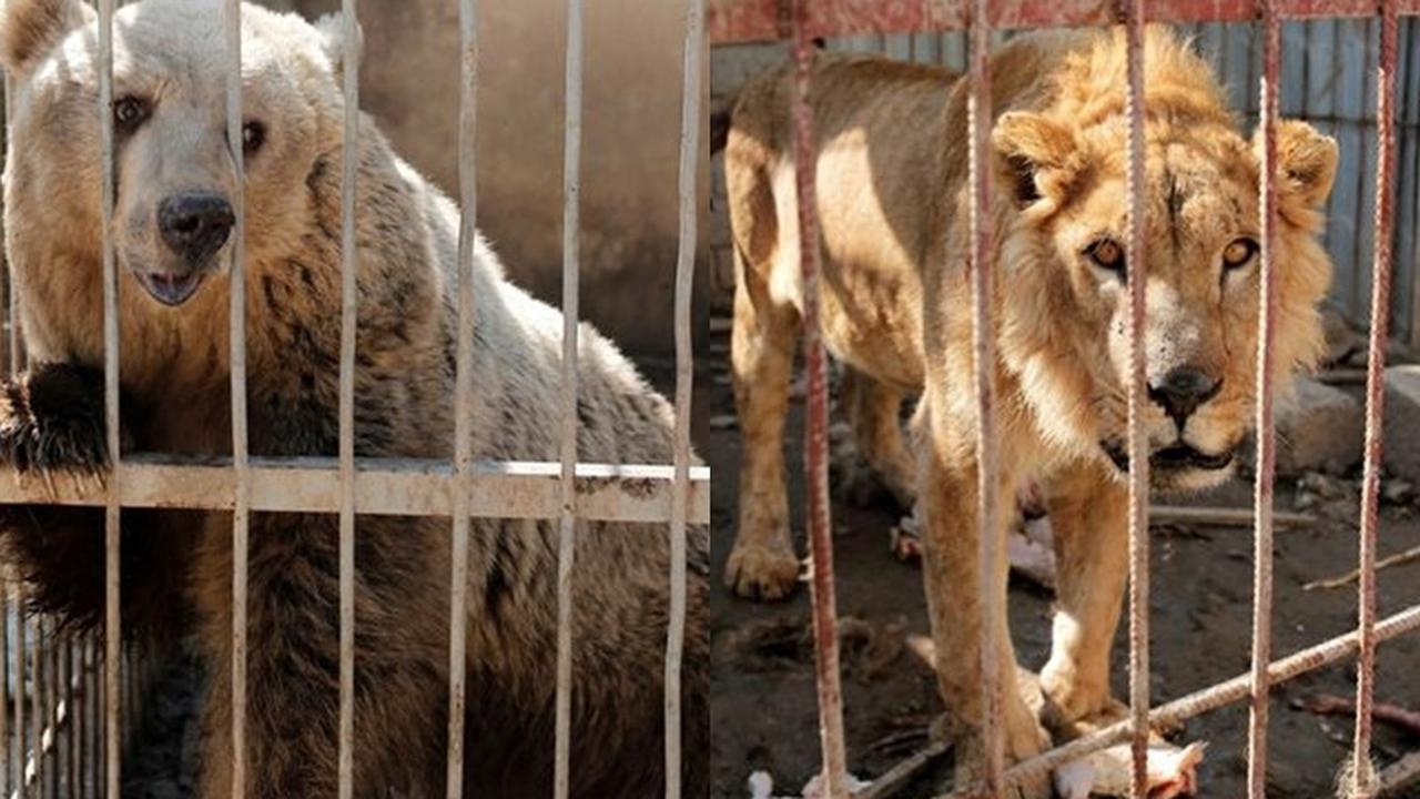 Jadi Basis ISIS, Singa dan Beruang di Kebun Binatang Ini Sekarat