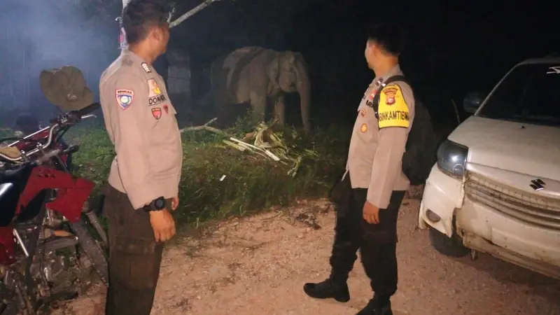 Dua ekor gajah liar yang selama ini berkeliaran sekitar gudang logistik Pemilu KPU Kabupaten Pelalawan (Istimewa)