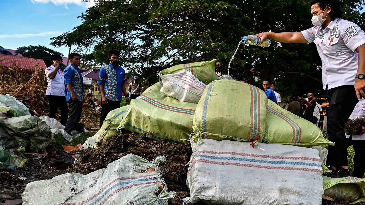 FOTO: Polda Aceh Musnahkan 1,3 Ton Ganja, Hasil Operasi Tiga Bulan terakhir