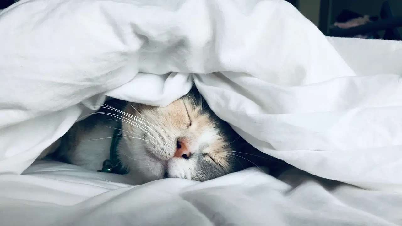 Ilustrasi kucing tidur