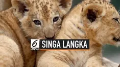 Kebun Binatang Dvur Kralove, Ceko memiliki anggota keluarga baru dengan kelahiran 2 ekor bayi singa berber. Singa berber adalah subspesies dari singa yang telah punah di alam liar sekitar abad ke-20.