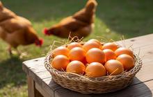 Tips Jitu, Sarang Bertelur Ideal untuk Ayam Kampung agar Lebih Produktif