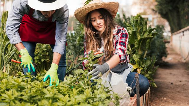 Gardening