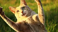 Pertolongan Pertama Saat Dicakar Kucing, Jangan Anggap Sepele