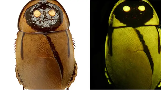 Courtesy LiveScience.com