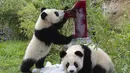 Dua panda muda Meng Xiang (julukan Piet) dan Meng Yuan (julukan Paule) makan kue es krim dalam kandang saat ulang tahun pertama mereka di Berlin, Jerman, Senin (31/8/2020). (Paul Zinken/dpa via AP)
