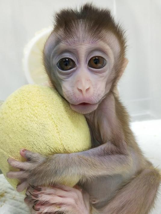 Foto yang dirilis 24 Januari 2019, monyet kloning yang lahir 8 Oktober 2018 di sebuah lembaga penelitian, Shanghai. Ini pertama kalinya beberapa klon dibuat dari monyet yang disunting gen untuk penelitian biomedis (HO/CHINESE ACADEMY OF SCIENCES INST/AFP)