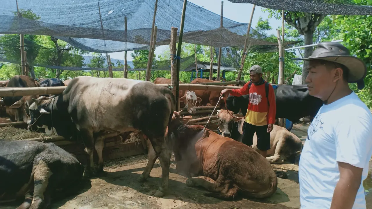 Didik (kaos putih) peternak Tuban ketika melihat kondisi sapinya Jelang Idul Adha. (Adirin/Liputan6.com)