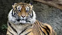 Pakar Konservasi Satwa Liar IPB: Turunnya Populasi Harimau Sumatera Akibat Mangsa dan Habitat Punah
