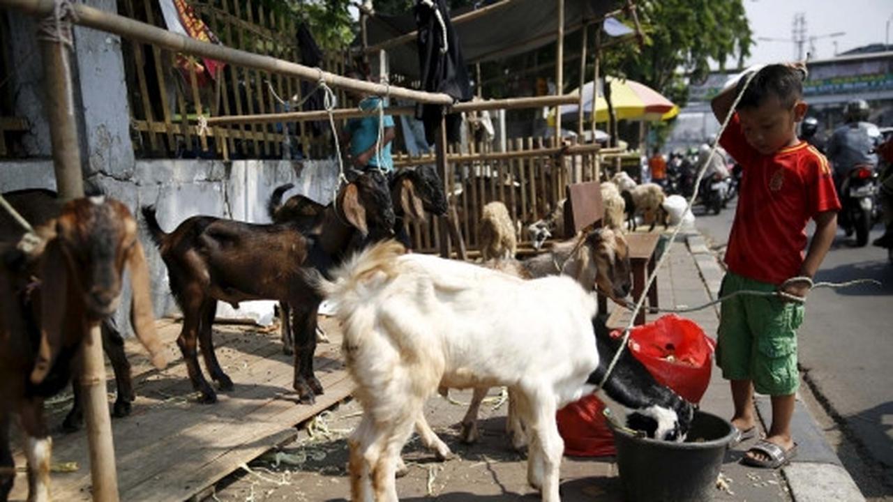 Kisah semangat bocah penjaga dagangan hewan kurban