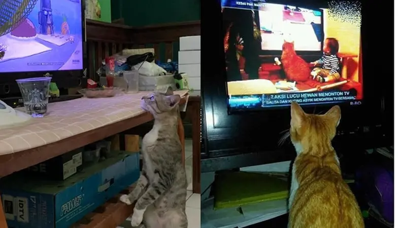 6 Tingkah Kucing Anteng Nonton TV Ini Lucu, Terlihat Menghayati