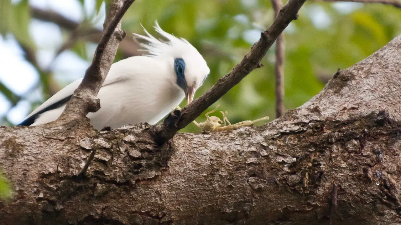 Pesona Jalak Bali, Spesies Langka yang Jadi Buruan Pecinta Burung