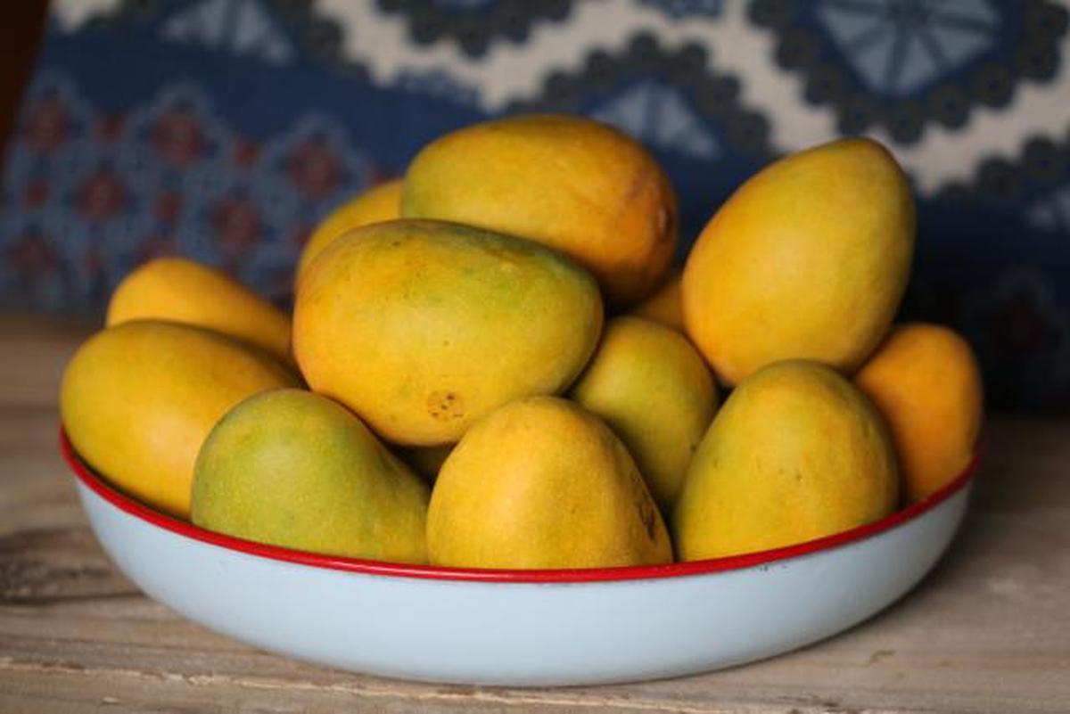 Trik Menyimpan Mangga di Kulkas agar Tidak Cepat Busuk dan Tetap Manis