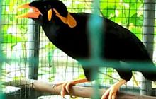 Burung Beo Simeulue, Si Suara Merdu dari Pulau Sumatera yang Terancam Punah