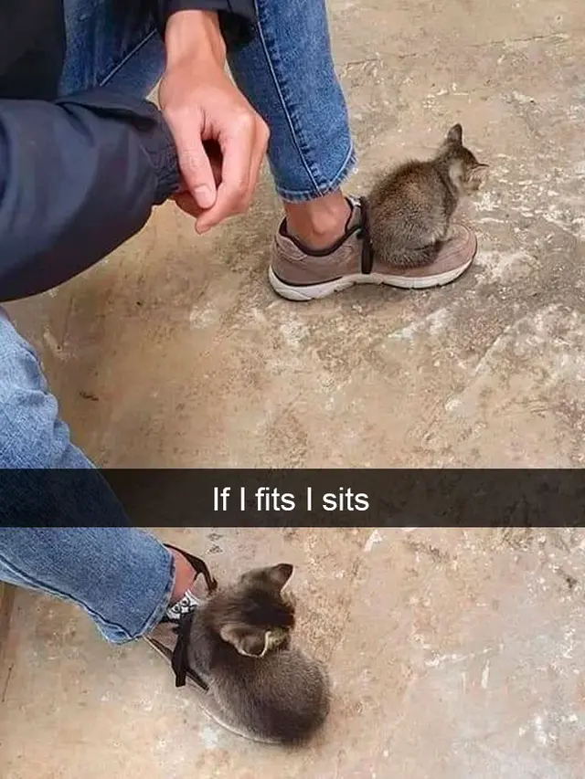 7 Snapchat Kocak Kucing Ini Bakal Buatmu Tersenyum Melihatnya