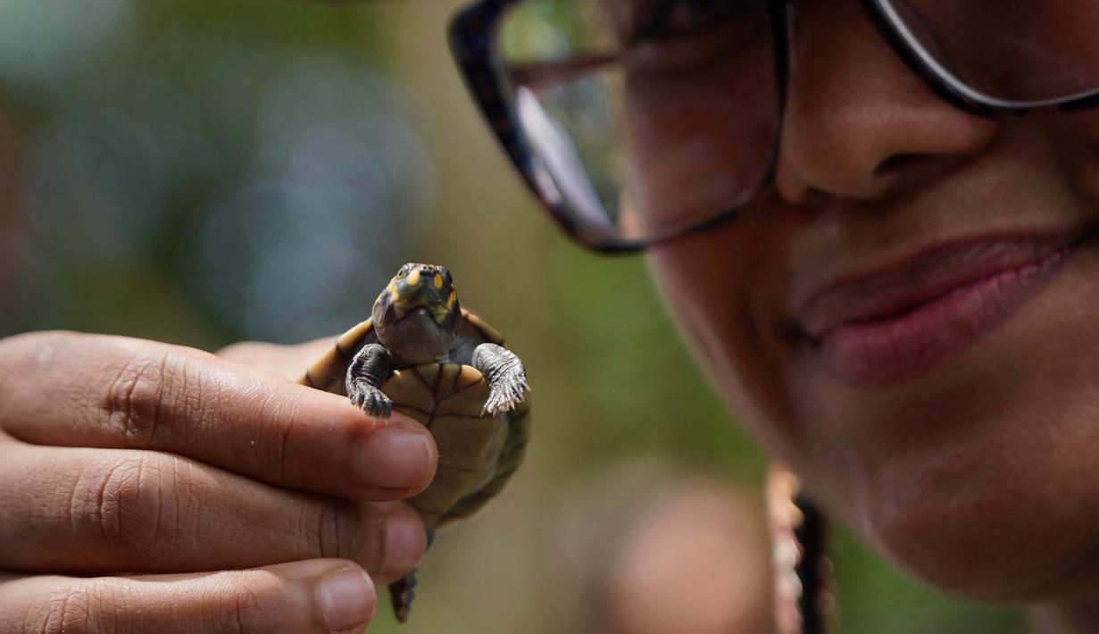 Program penelitian dan penyuluhan dari Universidade Federal do Amazonas kembali melepasliarkan ribuan kura-kura sungai berbintik kuning (podocnemis unifilis). (Orlando Junior/AFP)