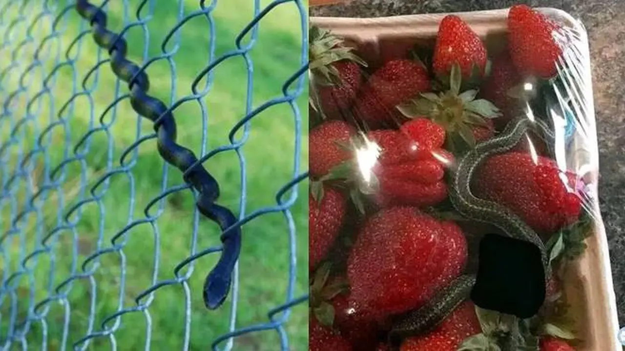 7 Potret Penampakan Ular di Tempat Tak Terduga, Ada di Kemasan Buah