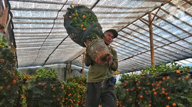 Pekerja mengangkat pohon jeruk imlek yang dijual di Meruya, Jakarta Barat, Kamis (12/1/2023). Permintaan jeruk kimkit meningkat jelang perayaan imlek karena dipercaya membawa keberuntungan. (Liputan6.com/Angga Yuniar)