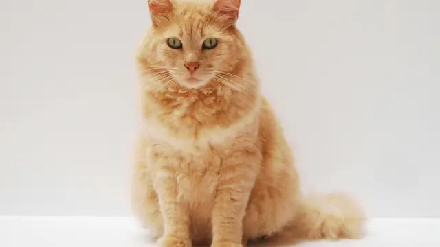 Orange Cat