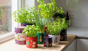 Kaleng Bekas untuk Tanaman Herbal Dapur/Ide Kebun Sayur Minimalis Pakai Kaleng Bekas Kue Lebaran (Sumber: gemini.com)