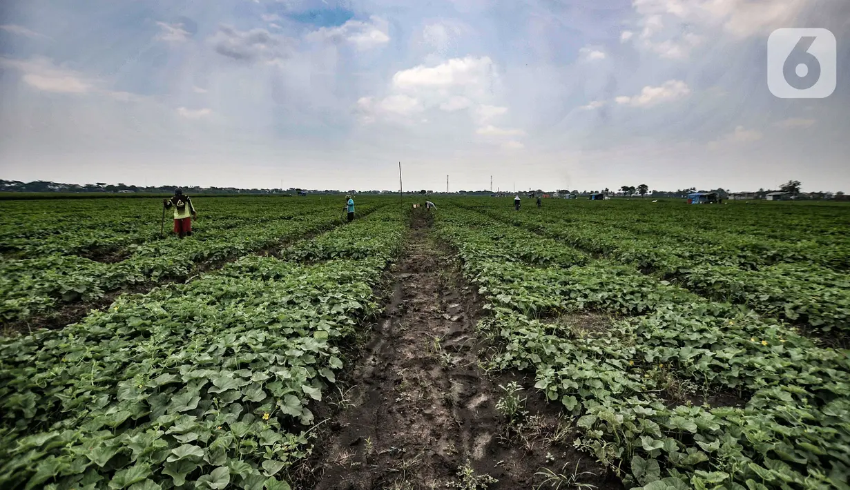 Petani melakukan perawatan tanaman blewah di Kabupaten Bekasi, Jawa Barat, Kamis (15/4/2021). Syafrudin (70) salah satu petani mengungkapkan hasil panen dari lahan seluas 1 hektare mampu menghasil 14 ton blewah. (merdeka.com/Iqbal S. Nugroho)