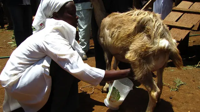 Susu Kambing di Somalia