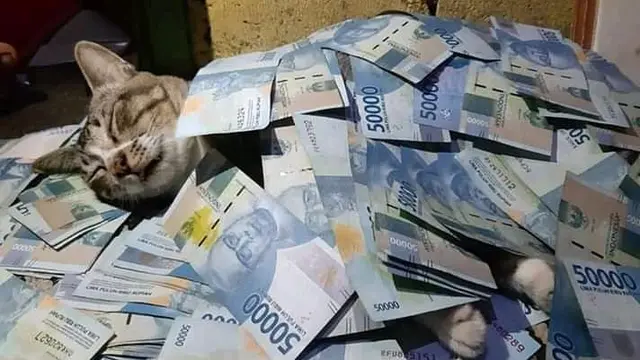 6 Tingkah Kucing Bawa Duit Majikan Ini Bikin Tepuk Jidat, Usil Banget