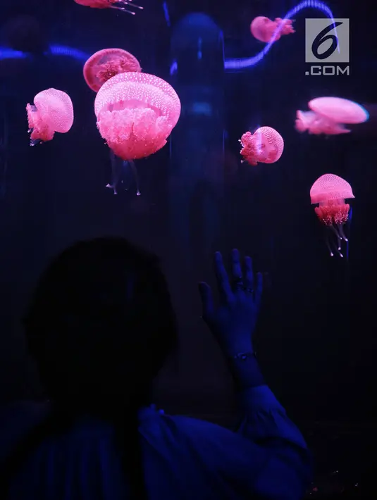 Pengunjung melihat ubur-ubur di Wahana Jellyfish Sphere di SeaWorld Ancol, Jakarta, Selasa (25/12). Sea World menjadi tempat wisata alternatif warga menghabiskan libur Natal 2018. (Liputan6.com/Faizal Fanani)