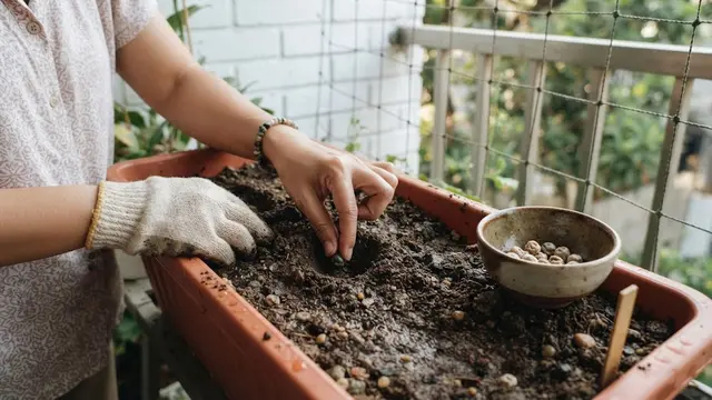 Proses Penyemaian Benih Kacang Kapri