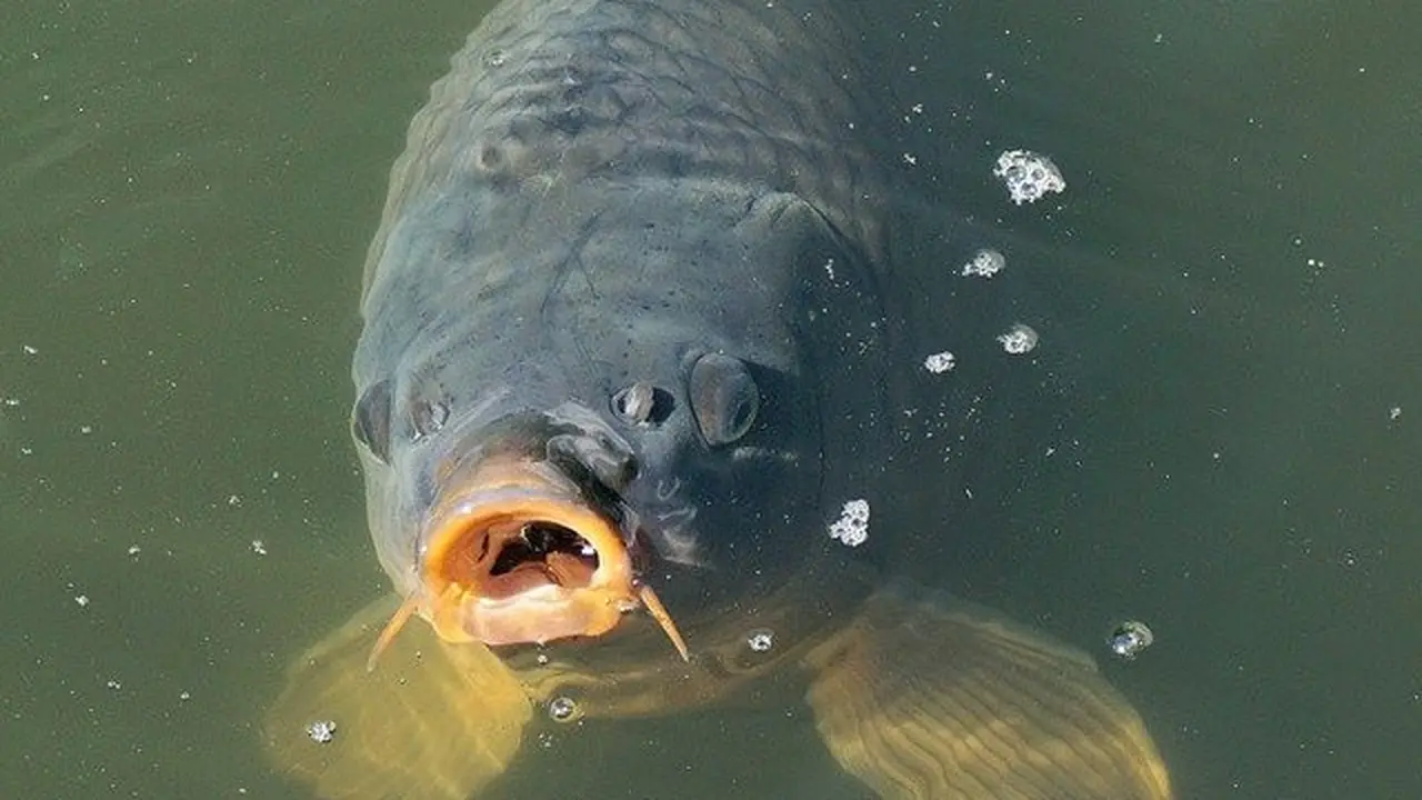 Ikan Gurame (Image by Andreas Lischka from Pixabay)
