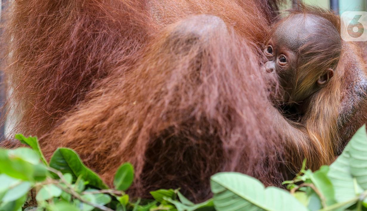 Foto Fitri Bayi Orangutan Yang Lahir Dalam Suasana Hari Raya Idul Fitri On Off Liputan6 Com