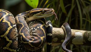 Ular Sanca Kembang dan Ular Cicak