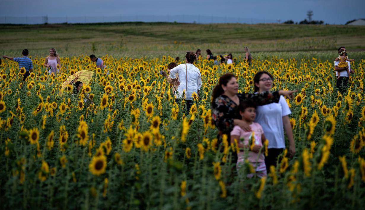 Orang-orang berpose untuk foto dengan  bunga matahari di ladang bunga Nokesville, Virginia pada Kamis (22/8/2019). Disana, bunga matahari dengan kembang berwarna kuningnya nan cantik terhampar di ladang luas. (Photo by Brendan Smialowski / AFP)
