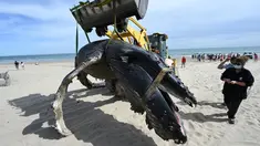 Seekor paus bungkuk dievakuasi dengan alat berat setelah terdampar di pantai Carnon dekat La Grande-Motte, Prancis selatan, Rabu (27/5/2021). Paus bungkuk biasanya tidak ditemukan di Laut Mediterania di mana paus sirip lebih umum. (Pascal GUYOT/AFP)