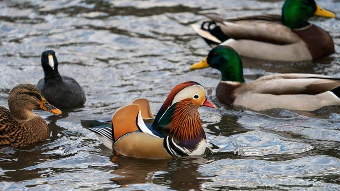 Foto Kemunculan Bebek Langka Berbulu Indah Di Central Park New York Global Liputan6 Com