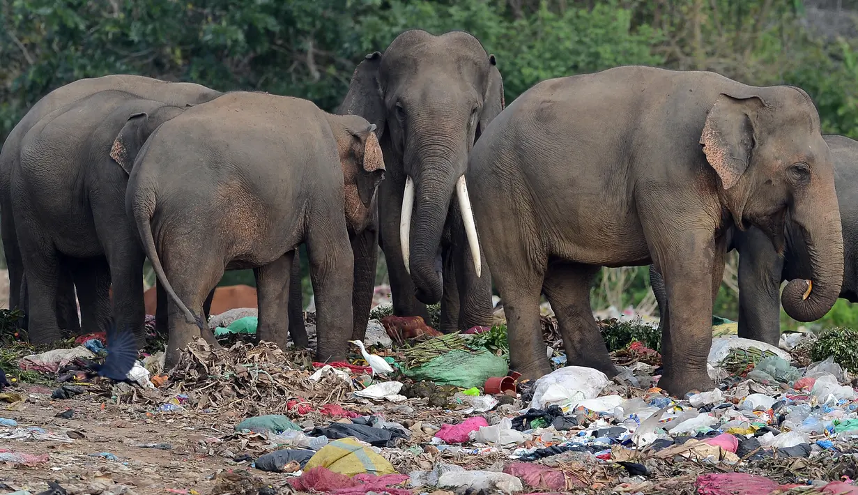 Kawanan gajah liar mencari makan di tumpukan tempat pembuangan sampah terbuka Desa Digampathana, Sri Lanka, Sabtu (19/8). Gajah dihormati dalam ajaran Buddha, agama mayoritas di Sri Lanka, dan dilindungi oleg undang-undang. (LAKRUWAN WANNIARACHCHI/AFP)