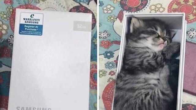 10 Potret Menggemaskan Kucing Tidur di Tempat Tak Biasa