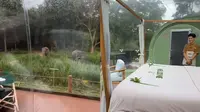 Anantara Golden Resort, Chiang Rai Thailand menawarkan penginapan resor unik dengan pemandangan langsung gajah di depan kamar. (Dok: TikTok&nbsp;@abdulla_alsenaani)