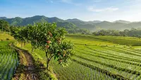 7 Pohon Buah yang Cocok Ditanam di Pematang Sawah Sempit, Tidak Mengganggu Tanaman Padi