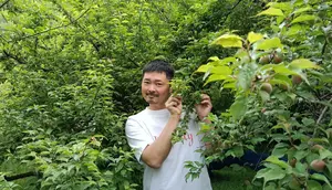 Laporan Liputan6.com dari Wakayama Jepang: Bertandang ke Kebun Plum