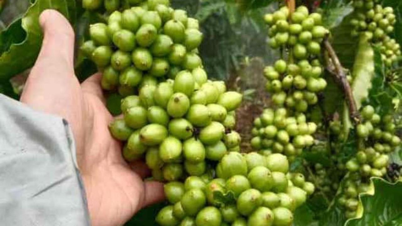 Dinpertan Purbalingga Perkuat Dukungan, Gairah Petani Kopi Purbalingga Meningkat Drastis